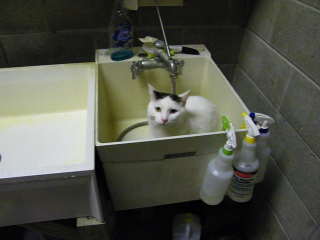 205/365/935 (January 2, 2011) – Wonderful cats at the Mosaic Feline Rescue (Ann Arbor, Michigan)