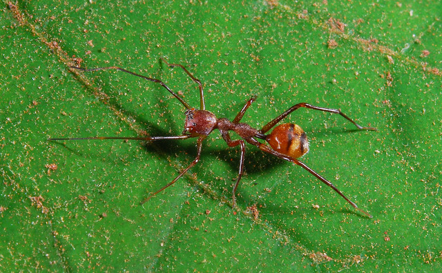 False ant sac spider (Myrmecium sp, Corinnidae, Clubionoidea)