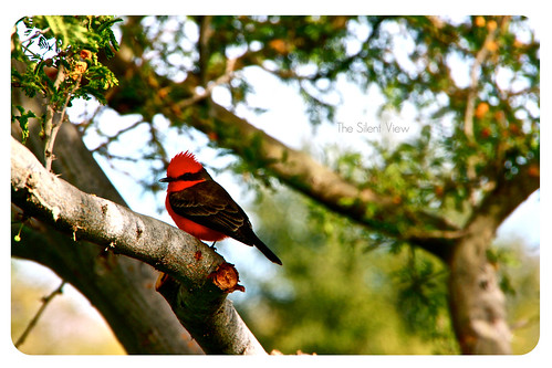 camera trees red arizona brown tree bird nature robin leaves digital typography eos rebel leaf day branch natural tucson bokeh wildlife sigma sunny redrobin 18 ornithology 250 sunnyday t2i sigma18250 rebelt2i
