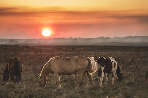 field sky landscape fog sunset nature sun light clouds outdoor animals grass animal colors horizon horses pasture rural farm outdoors afternoon grassland argentina mammal misiones cavalry posadas noperson goldenhour