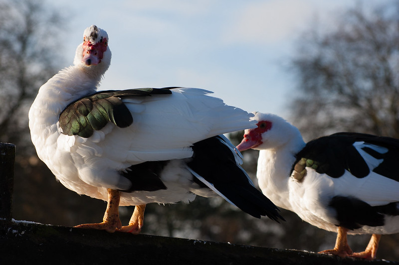 Muscovy ducks