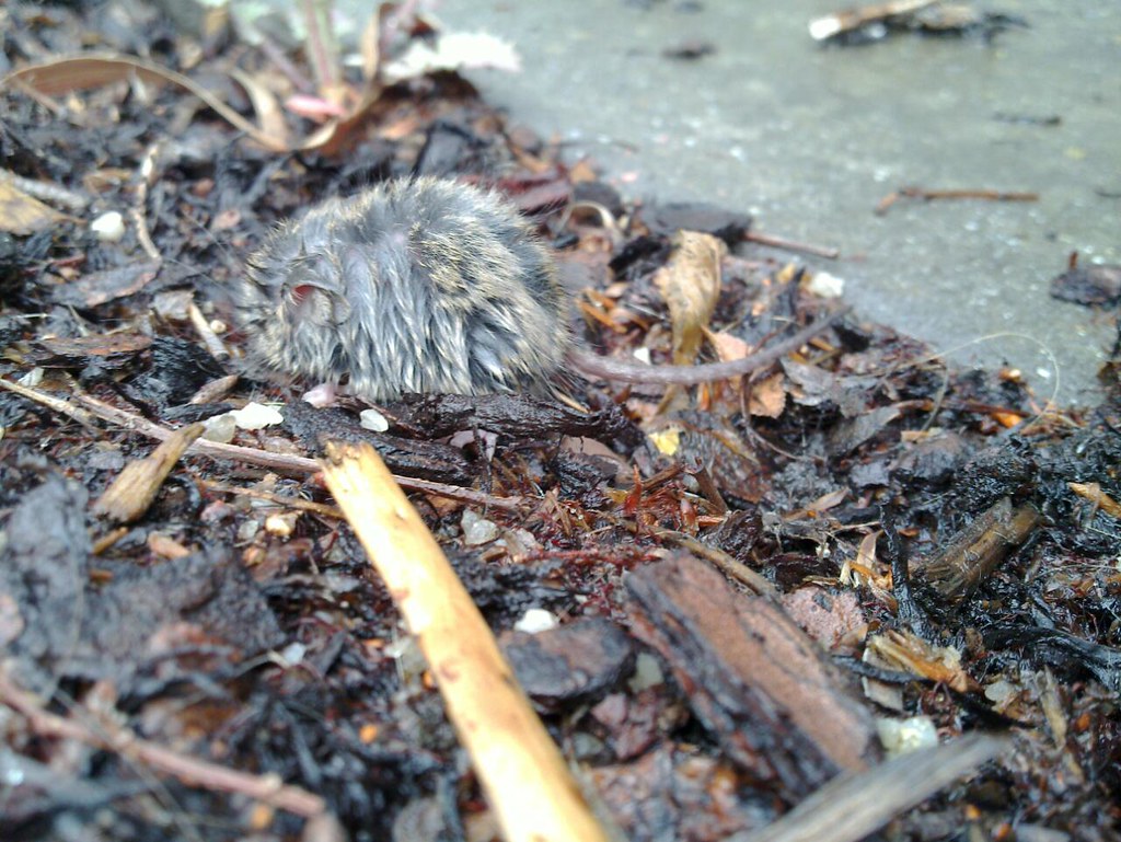 photo of a rodent in Melbourne