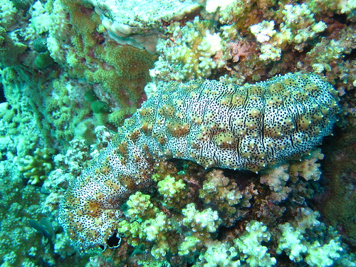 Sea cucumber | Sea cucumber while diving the Red sea at Egyp ...