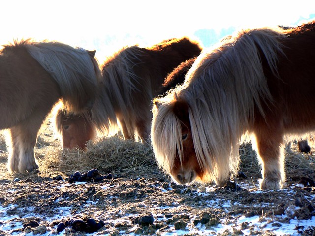 Ponies in Winterlandscape 4
