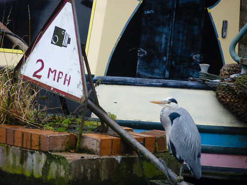 A heron observes the speed limit