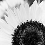 Sunflower, Partial