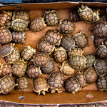 Turtleheads