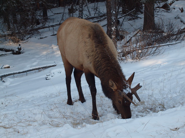 Elk on Tunnel Mountain, Banff, Alberta