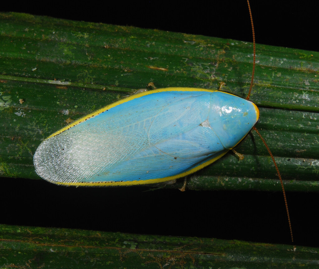 A Neotropical cockroach (Panchlora kozaneki), sky-blue with a subtle yellow fringe