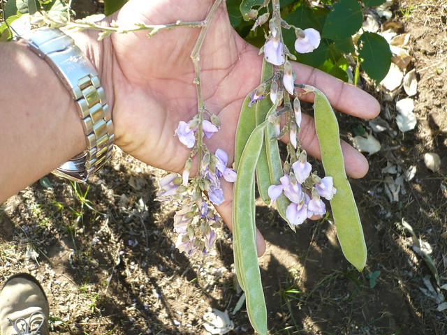 TecnoEmprenDeS. Leguminosas Cratylia argentea para alimentar vacas en la estación seca.Flor y fruto de leguminosa Cretylia argentea