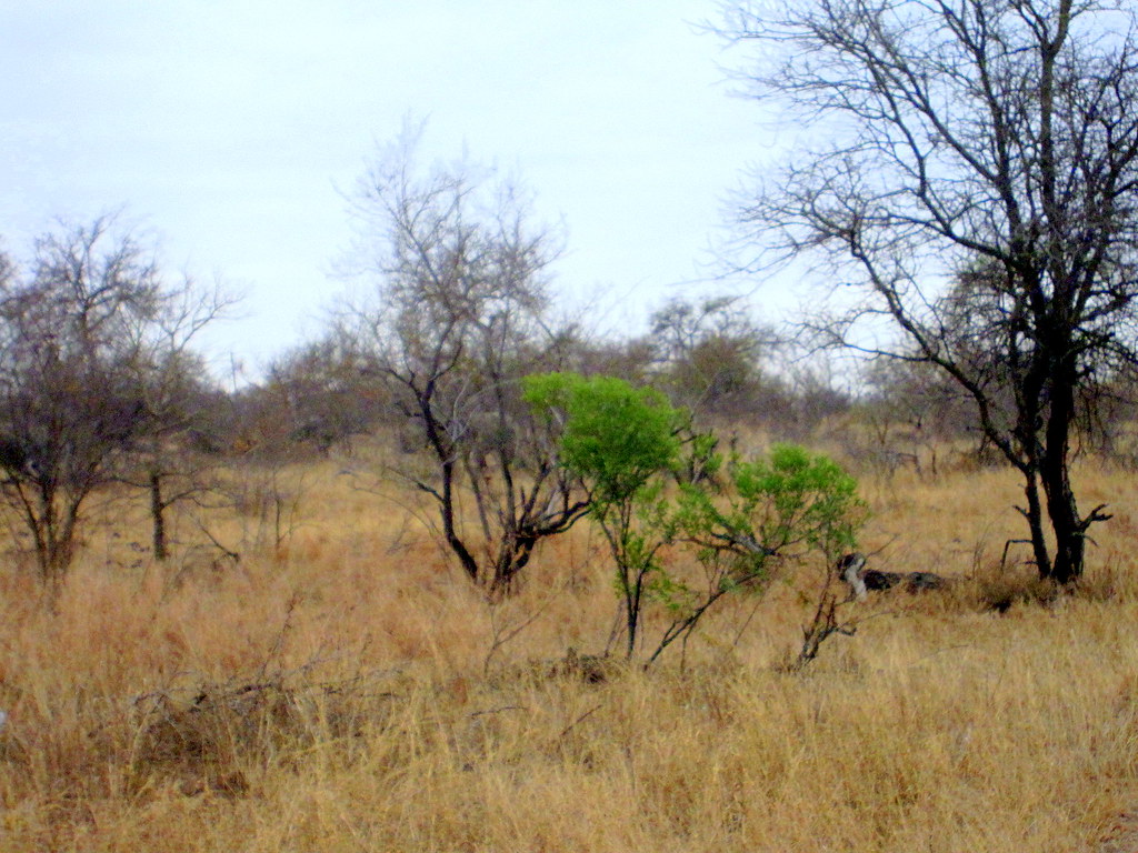 South Africa. Safari, Rhino
