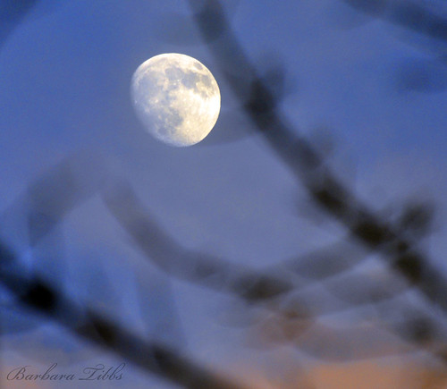 sunset sky moon silhouette maple nikon bokeh dusk branches d90 hbw