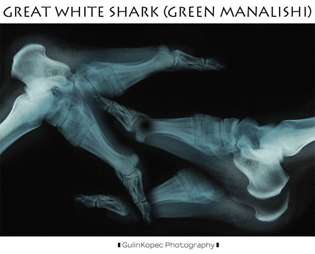 Great white shark (green manalishi)