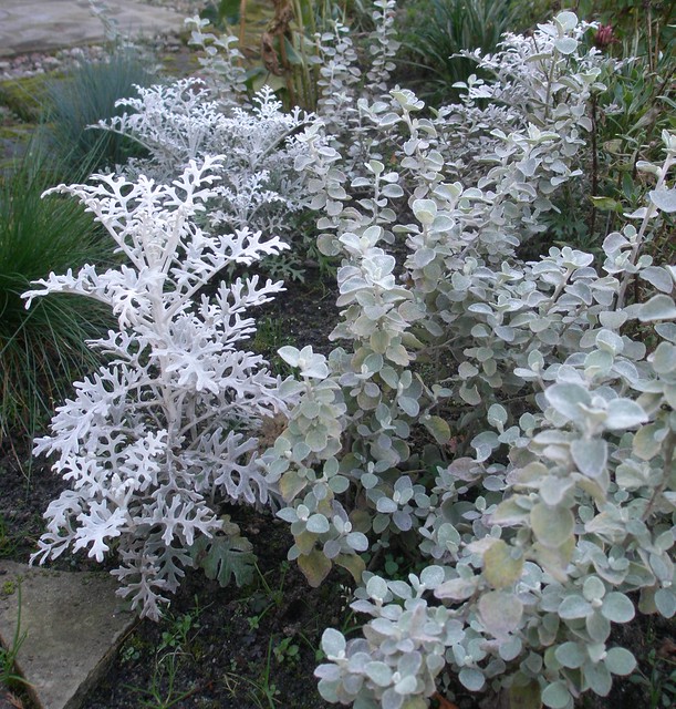 Gray & silver plant.