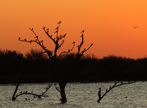 2010_12_11_0482 by DarinU, Sunset at Choke Canyon State Park, TXbird chokecanyonstatepark