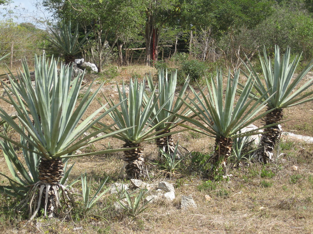 Sisal Plants, Sisal was the green gold of the Yucatan in …