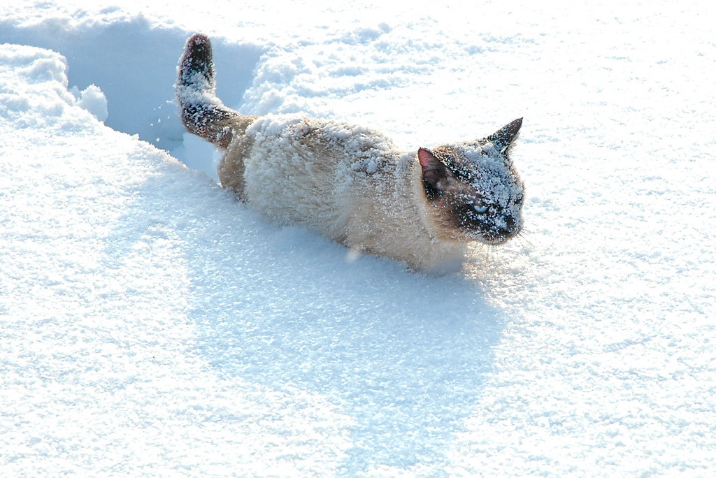 Siam cat in the deep snow.
