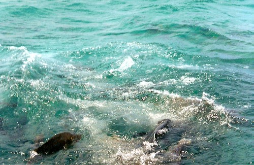 2001 Great Barrier Reef, Australia : Fish #2 | by dominotic