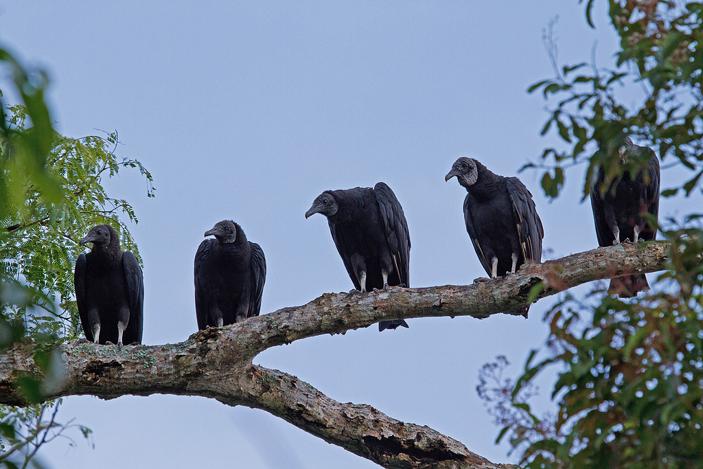 American Black Vulture (Coragyps atratus) - Korpgam - Belize