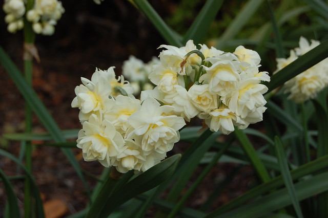 Double Narcissus