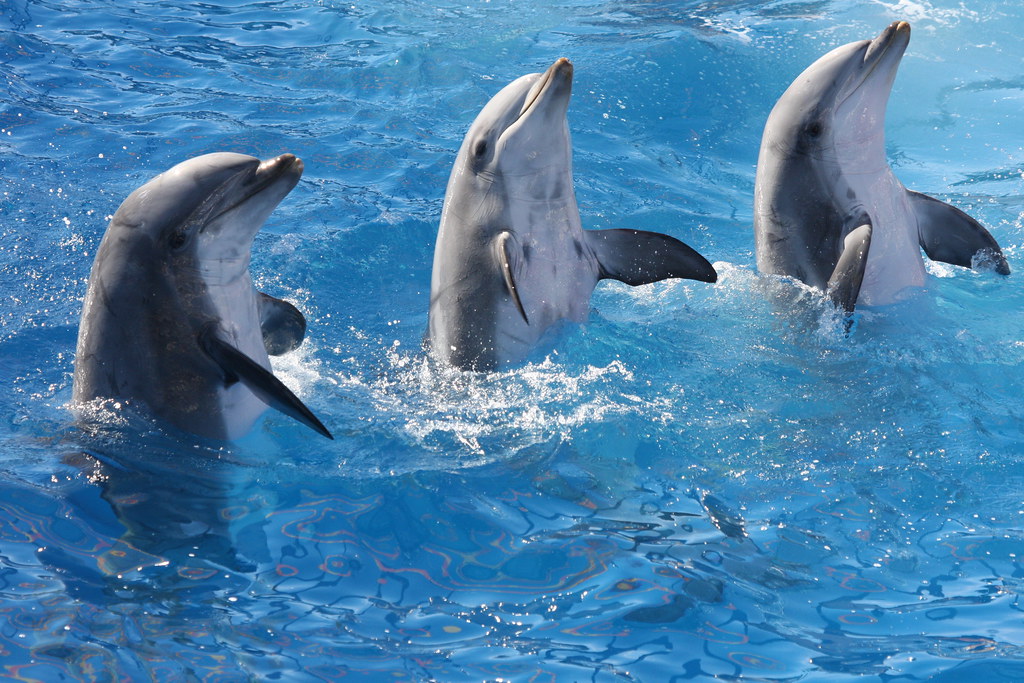 3 dolphins | Nathan Rupert | Flickr