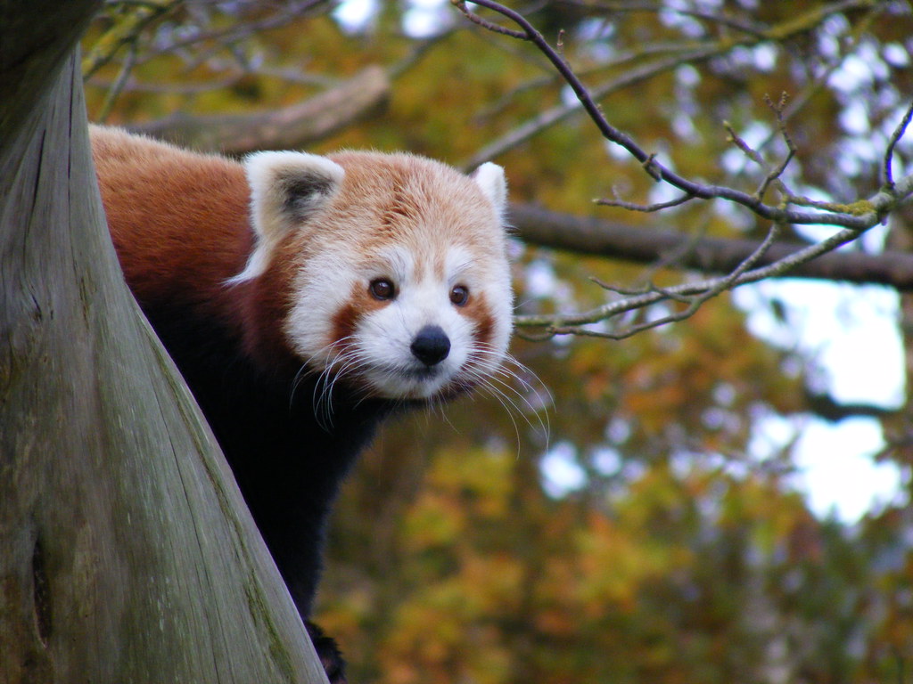 Red panda. A soft pause, which is sometimes the whole story. — Marie Hale, CC BY
