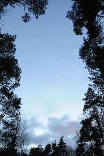 Abendhimmel - Baccumer Wald SPC_5166
