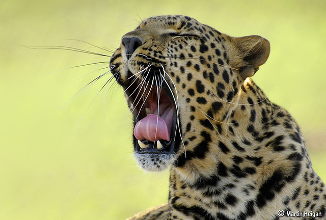 The Leopard (Up Close and Personal)