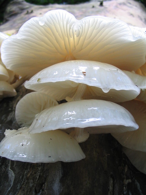 Oudemansiella mucida - Porcelain Fungus