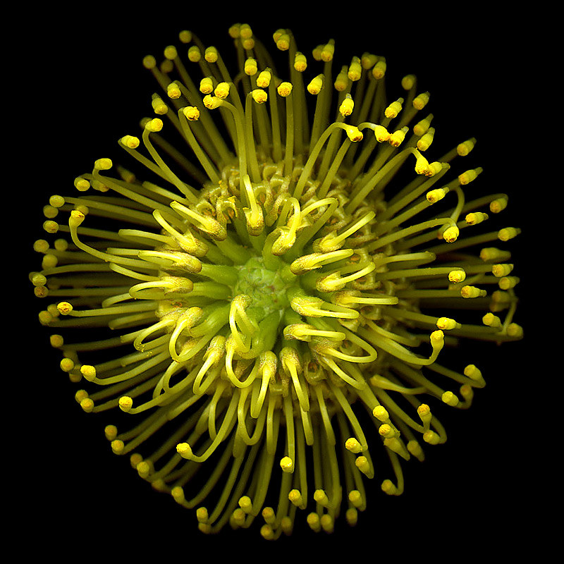 FESTIVE FLOWERWORKS, yellow Protea that thinks it is a fire-cracker... by magda indigo