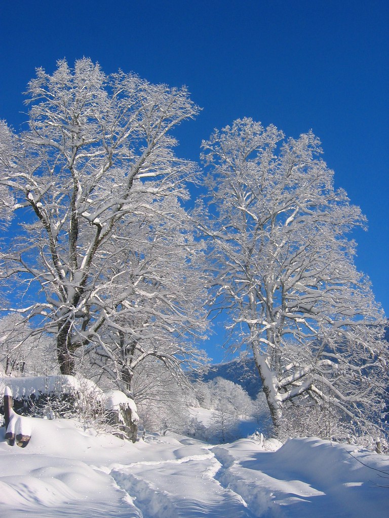Tilleuls sous la neige | Crédit photo : C. GREGOIR | Flickr