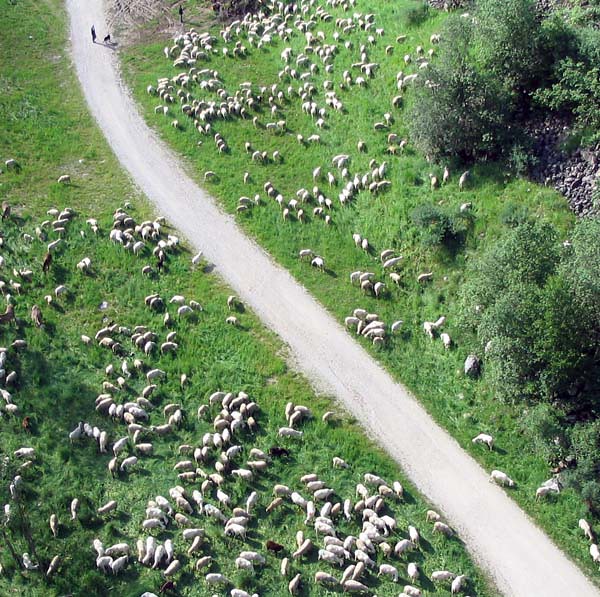 Pastori e pecore