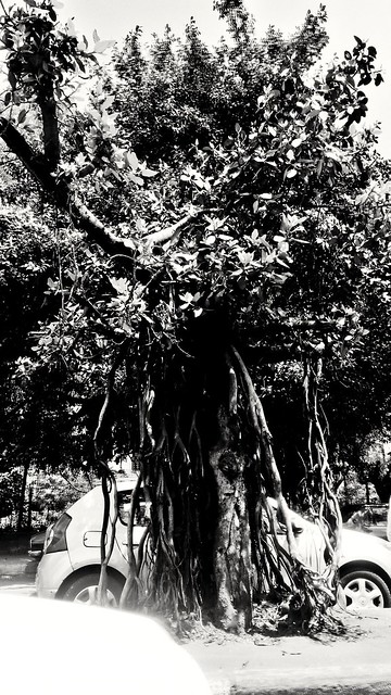 Fassless beauty of old tree