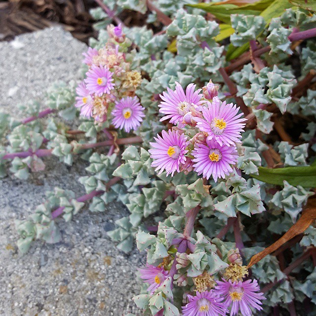 Our Oscularia deltoides (Pink Iceplant) is blooming. I'm going to take cuttings and plant more around our front garden.