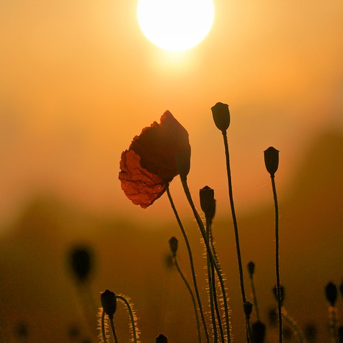 A Poppy Sunset (explored) by W_von_S, Poppy in the glaring backlight of the sun
Klatschmohn im gleißenden Gegenlicht der untergehenden Son