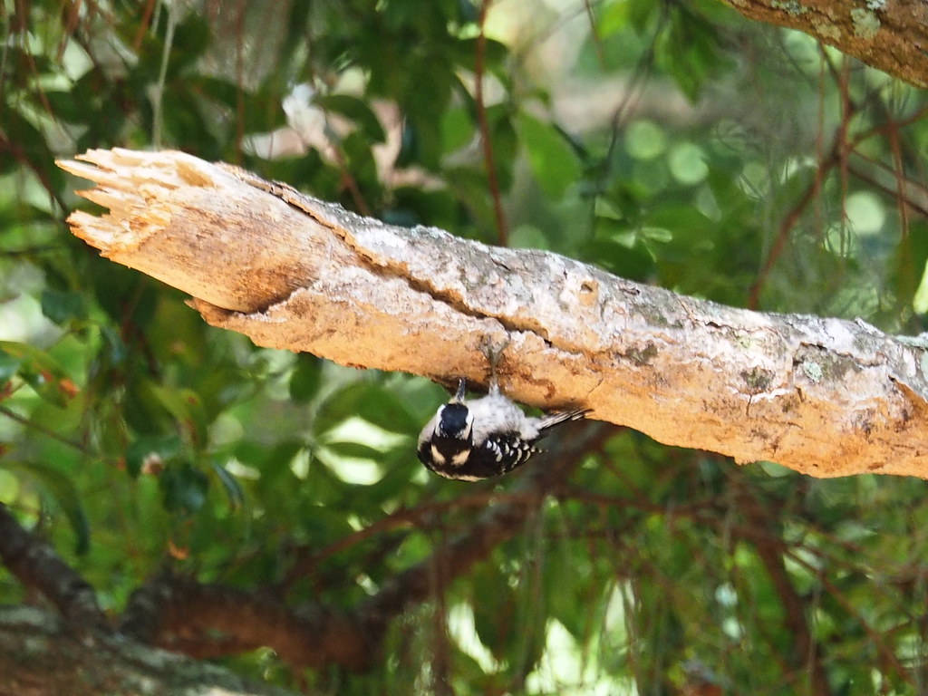 Downy Woodpecker | OLYMPUS DIGITAL CAMERA | carlinsc | Flickr