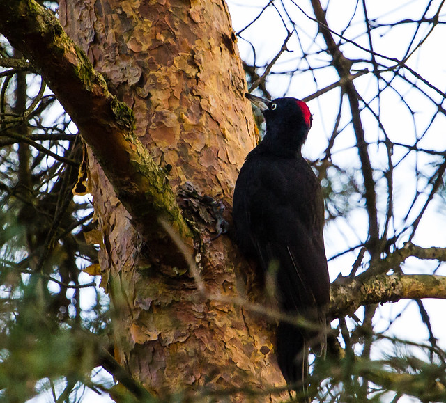 Black Woodpecker - Schwarzspecht (Uli)