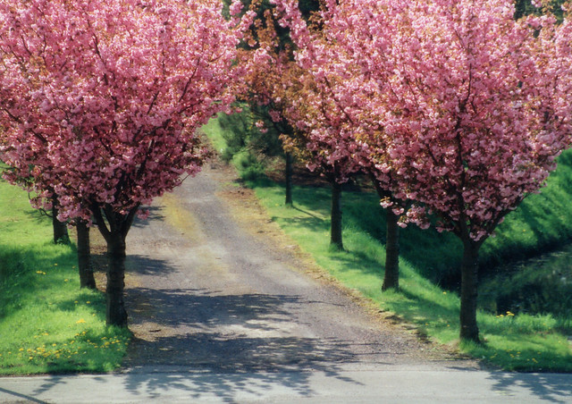 blooming season of cherry trees 1999