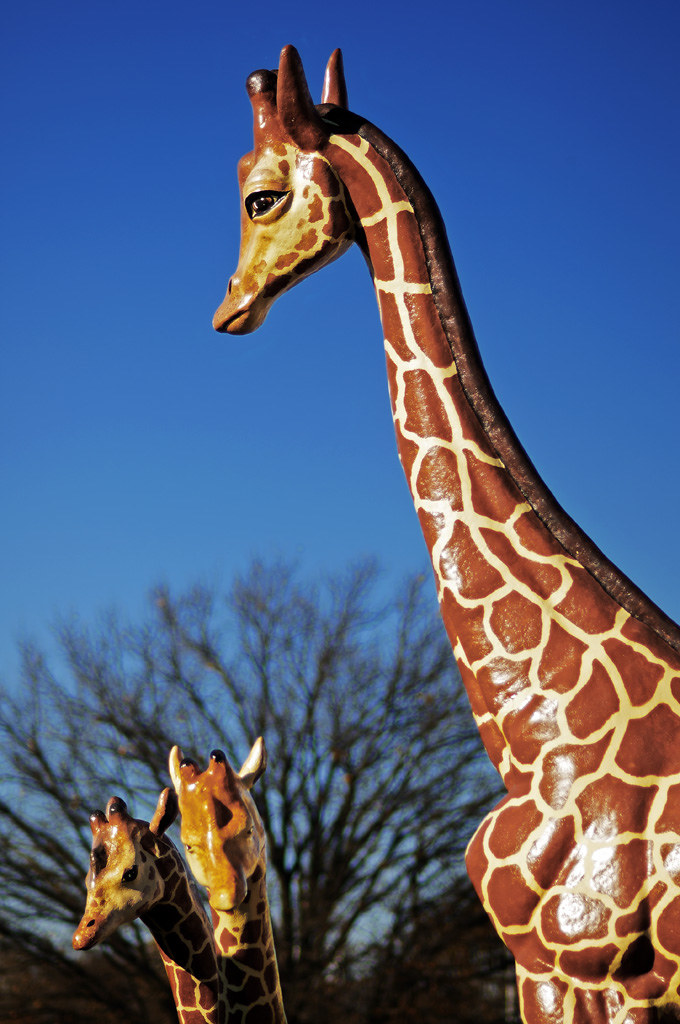 Fibreglass Giraffes | In front of a Hoods discount store in … | Flickr