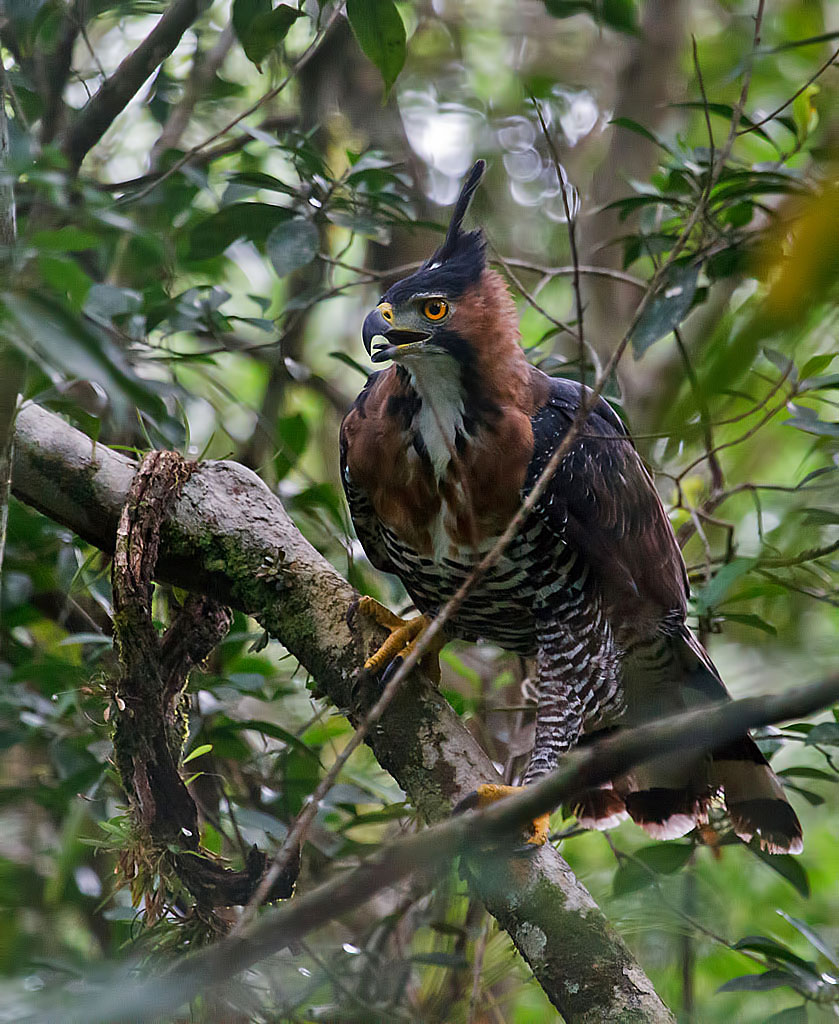 Ornate Hawk-Eagle (Spizaetus ornatus) - Prakthökörn - Belize
