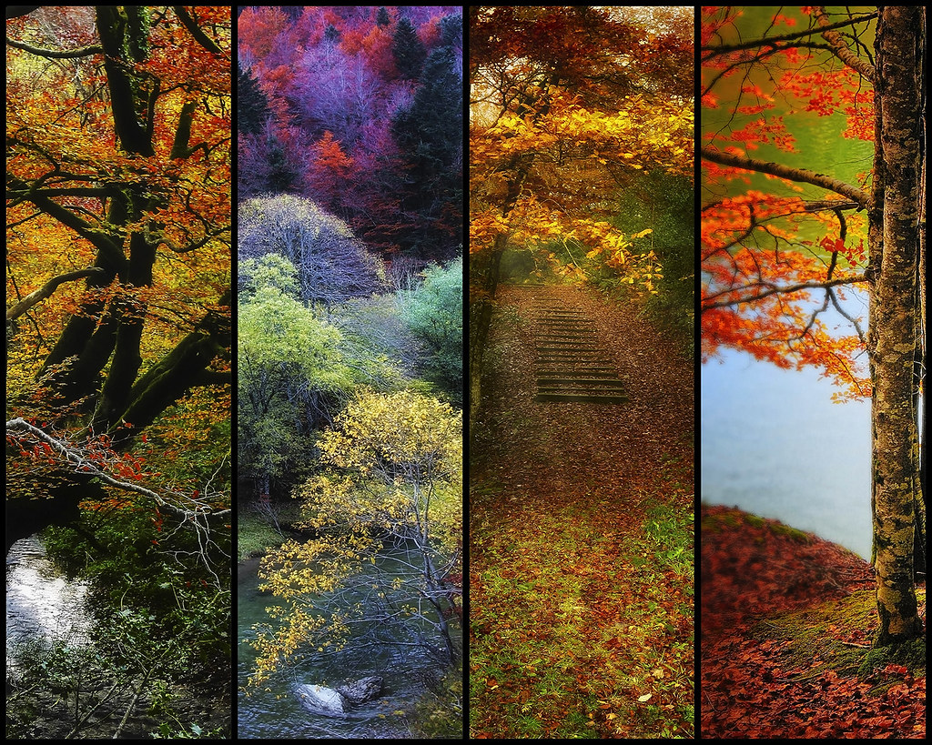 Slices of Autumn by kyptanuy