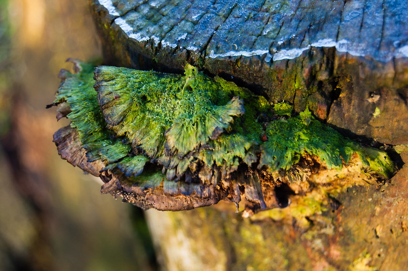 Moss-covered bracket fungus