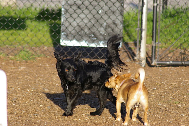 dogparkscottsvalley Rani of Anita and Perky meeting up at the gate