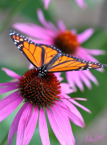 ny newyork butterfly adirondacks monarch 7d upstatenewyork paulsmithscollege 100mmmacrof28lisusm