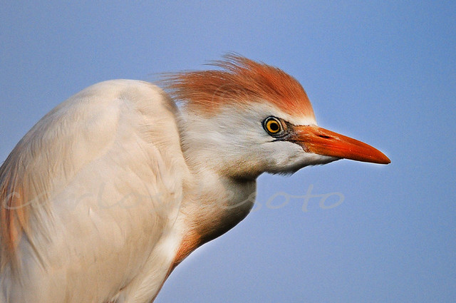 Garza ganadera / Garza bueyera / Bubulcus ibis  / Cattle Egret