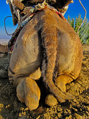 Jaisalmer 121 - Desert Camel Safari - Beautifully cut hair