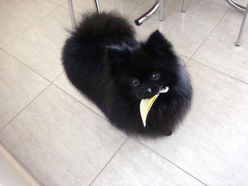 Jake - Black Pomeranian