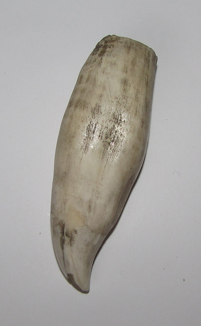 Killer whale (Orcinus orca) tooth