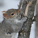 Flickr photo 'grey squirrel' by: nartreb.