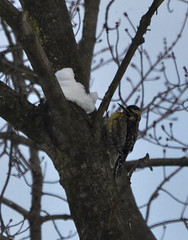 Yellow-Bellied Sapsucker, Indiana Co. PA